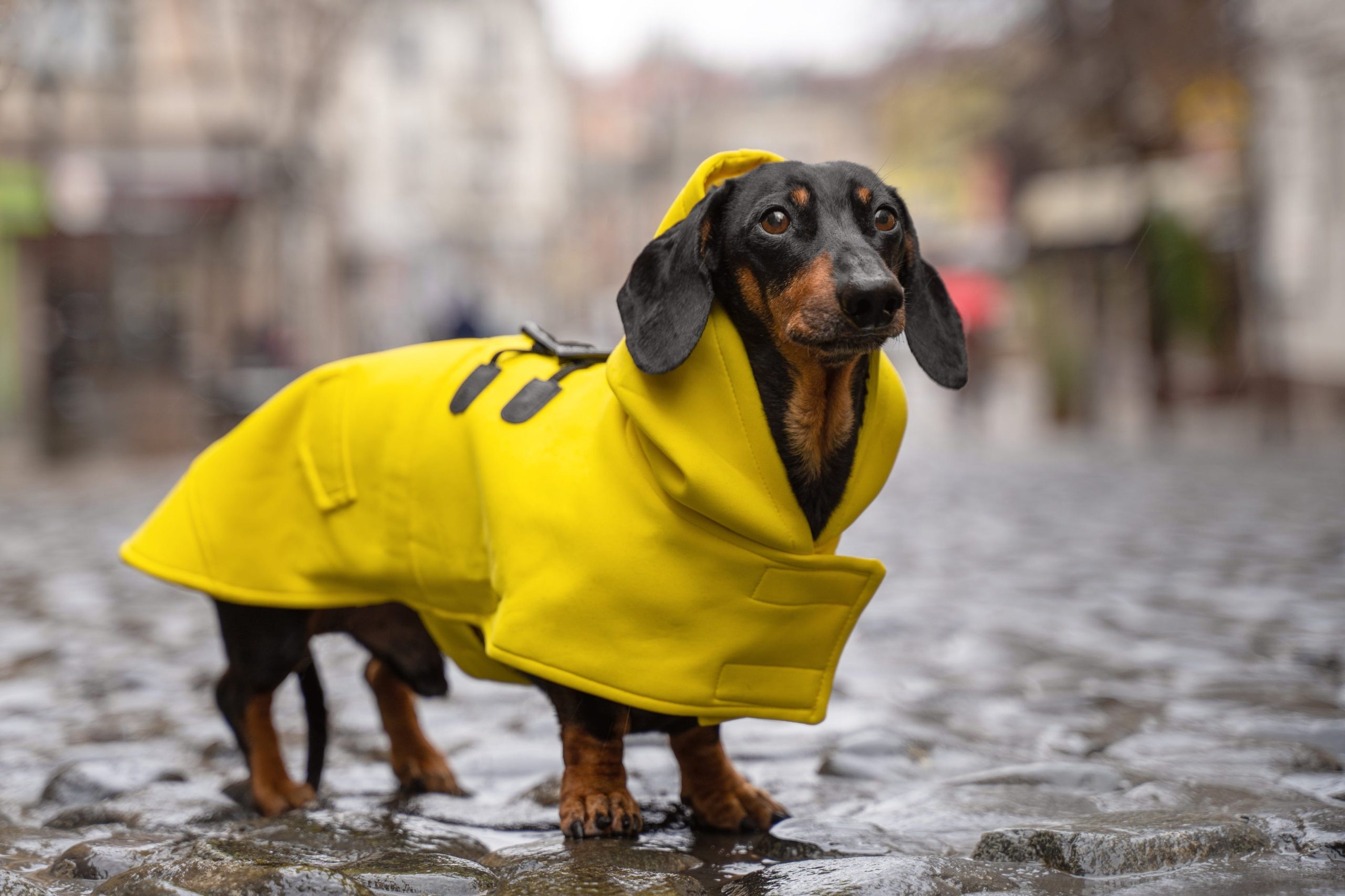 A Look At Dachshund Puppy Coats