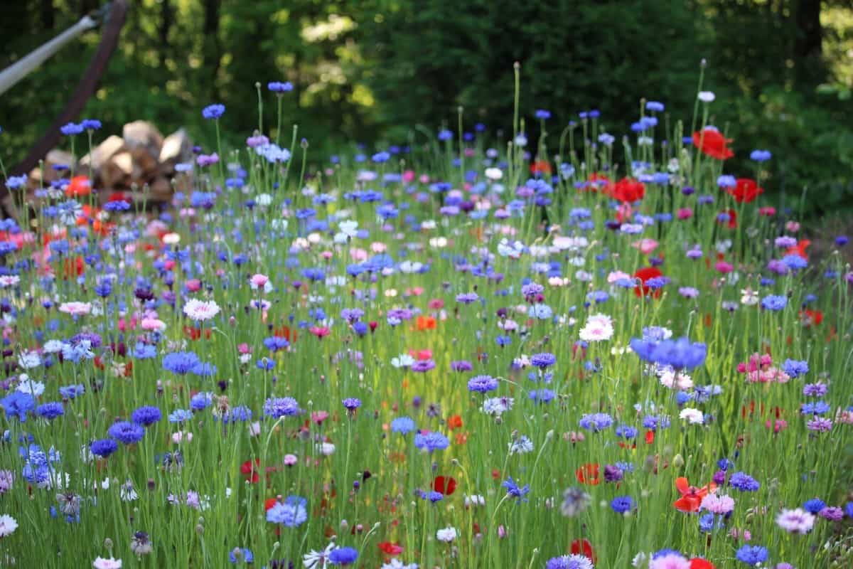 Colourful Meadow Flower Blend – What You Need To Learn